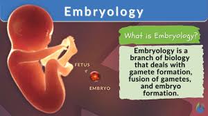 Image result for Embryology