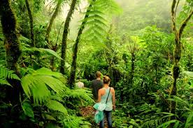 We did not find results for: Monteverde Cloud Forest Reserve Costa Rica Info