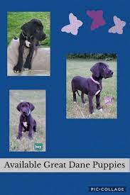 Maybe you would like to learn more about one of these? Great Danes Of Southern Minnesota Posts Facebook