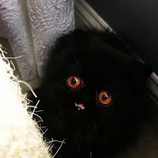 The Cutest Demon Cat You Ll See Cute Cat Gif Funny Cat Videos Gorgeous Cats