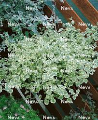 Image result for Helichrysum argyranthum