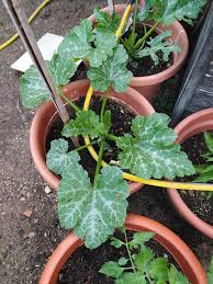 Zucchini leaves are often very prickly, so pull delicate skinned fruit out carefully. Third Year In A Row Planting Zucchini Will The Plant Finally Produce Something Any Advice Gardening