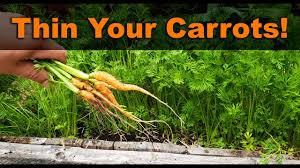 Just a single or double growth of slender green leaf. How To Thin Carrots Three Different Ways Youtube