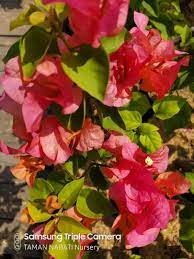 Gambar bunga kertas berwarna bisa saudara dapati disini. Tanaman Hias Kembang Bunga Kertas Atau Bugenvil Konstruksi Dan Taman 762548920