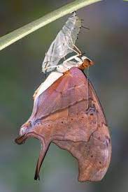 Pin Em Borboletas Mariposas E Outros Animais