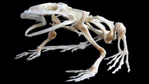 There are seven cervical, twelve thoracic, five lumbar, five fused sacral, and four fused coccygeal bones in an adult. Do Frogs Have Backbones Frogpets