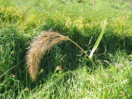 Image result for Acroceras zizanioides