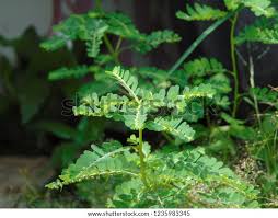 Image result for Phyllanthus mendesii