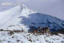 Image result for guanaco images
