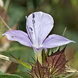 Image result for Barleria spinulosa