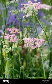 Image result for Pimpinella ledermannii