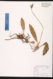 Image result for Oeceoclades maculata × quadriloba