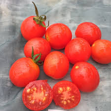 Image result for tomato Datterino