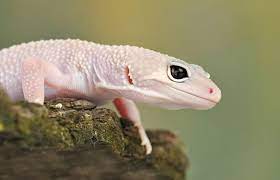 Lizards (lacertilia giganteus) are slayer monsters found in the kharidian desert that require level 22 slayer to kill. Gecko Vs Lizard What S The Difference With Pictures Pet Keen