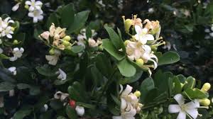 Germplasm resources information network — (grin) (неопр.) (недоступная ссылка). Murraya Paniculata Kamini Mock Orange Orange Jasmine Orange Jessamine Lake View Jasmine Youtube