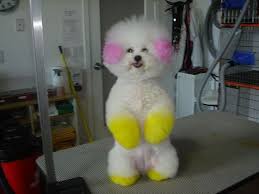 Never use human hair dye on your pet. Pink Bichon Frise Bichon Frise Doggie Hair Dye Bichon Finder Bichon Frise Bichon Bichon Frise Dogs