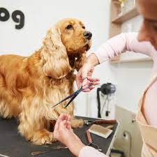 Easily locate any pet groomer in the usa! Learn How To Become A Pet Groomer