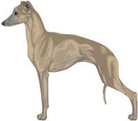 Maybe you would like to learn more about one of these? Italian Greyhound Color Genetics