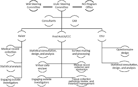 Organizational Structure Of The Lilac Cohort Describes The