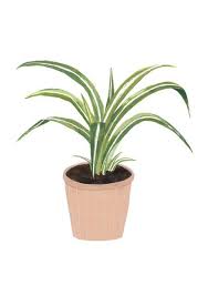Image Of Cintas Arte Vegetal Ilustracion Planta Plantillas De Pintura