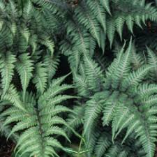 Image result for Athyrium newtonii