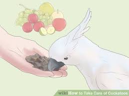 Image Titled Take Care Of Cockatoos Step 4 Cockatoo Pet Birds Bird Care