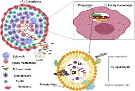 Light Microscopy Of Mycobacterium Tuberculosis Colonies. (A) Control... |  Download Scientific Diagram