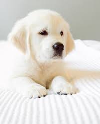 Yeti On Instagram Happy National Puppy Day Friends Kopek Turleri Yavru Kopek Sevimli Kopek Yavrulari