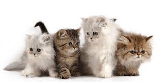 Kucing yang satu ini memang butuh perawatan khusus. Daftar Harga Kucing Persia Terbaru Mei 2021