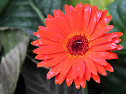 Fiori tipo margherita con 7 petali tondeggianti. Gerbera Jamesonii Wikipedia