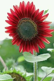 Cara menanam bunga matahari dari biji hallo bos hari ini kita akan sedikit berbagi cara/tips bagaimana sih menanam biji bunga. Benih Bunga Matahari Merah Sunflower Red Velvet 1 Bks 1 Biji Lazada Indonesia