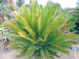 Image result for Encephalartos lebomboensis