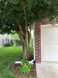 'chaparral' is created using a male tree and so it will not flower or produce fruit. Fruitless Mulberry Tree Roots Derrickandmelisa