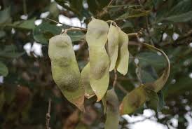 Image result for Philenoptera