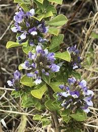 Image result for Otholobium foliosum