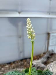 Image result for Drimiopsis