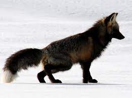 Rare orange and black fox. Red Fox Sports A Rare Black Coat In Yellowstone S Lamar Valley Beth Pratt