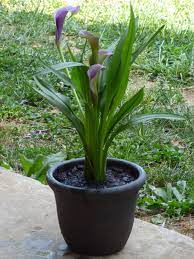 Caring for calla lilies growing lily fertilizer bulbs. Keeping Potted Calla Lily Plants How To Grow Calla Lilies In A Container
