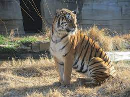 Photo By Dr Jen Kilburn Tulsa Zoo Malayan Tiger Tulsa Zoo Tiger