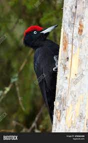 This is a very impressive and big woodpecker. Black Woodpecker Image Photo Free Trial Bigstock