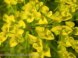 Image result for Euphorbia dedzana