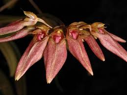 Image result for Bulbophyllum stolzii
