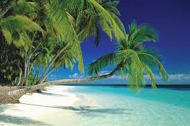 Tropical beach sea maldives palm tree large poster art print maxi a0 a1 a2 a3 a4. Amazon Com Wall Posters Maldives Poster 24 X 36 Beach Palm Tree St4158 Prints Posters Prints