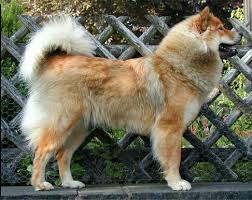 Boston terrier puppy for sale. Eurasier Wikipedia
