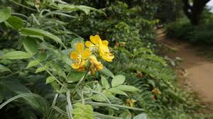 Image result for Senna hirsuta