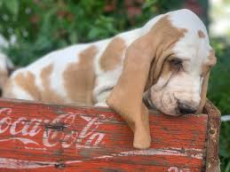 From bath products to food, you can find all you need here on how to care for your bodacious pup! Melissa S Adorable Basset Hounds Home Facebook