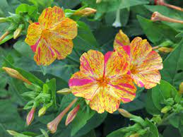 We did not find results for: Night Blooming Flowers And The Areas They Grow Best In Dave S Garden