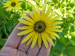 Image result for Arctotheca