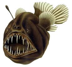 Dari bentuk ikan adanya dua sirip punggung dan. Ikan Laut Dalam Wikipedia Bahasa Indonesia Ensiklopedia Bebas