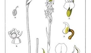 Image result for Brownleea